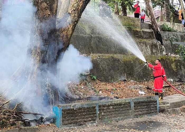 Pohon 30 M di Depan SDN 1 Kota Bengkulu Dilalap Api, Diduga Akibat Pembakaran Sampah