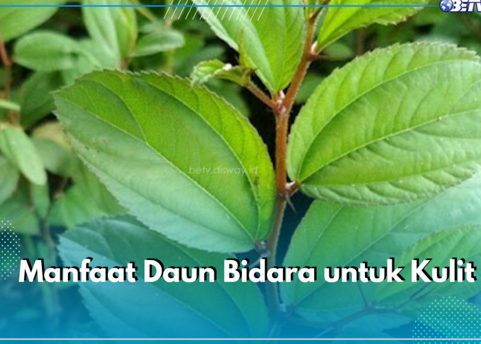 6 Manfaat Daun Bidara untuk Kulit yang Perlu Kamu Ketahui, Ampuh Halau Penuaan Dini hingga Lawan Infeksi 