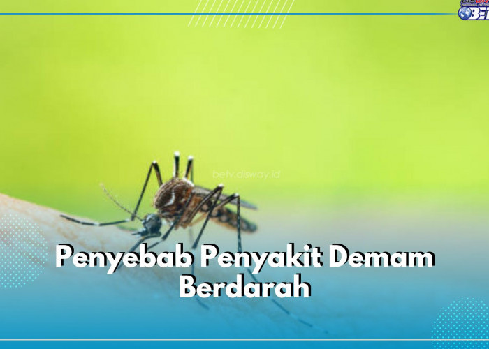 Selain Nyamuk, 4 Faktor Penyebab Ini Bisa Tingkatkan Resiko Demam Berdarah, Cek Apa Saja!