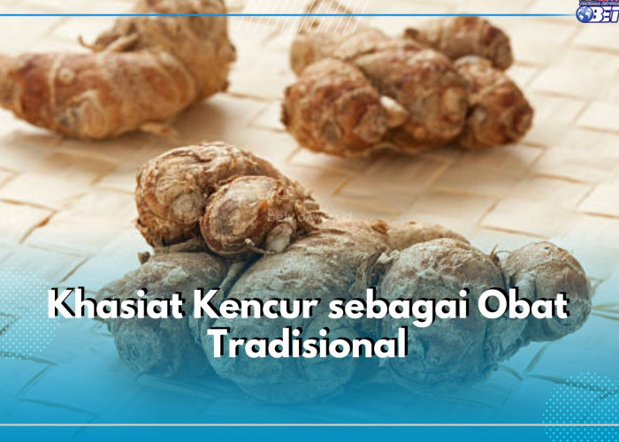 Sering Digunakan untuk Pengobatan, Ternyata Ini 5 Khasiat Kencur sebagai Obat Tradisional