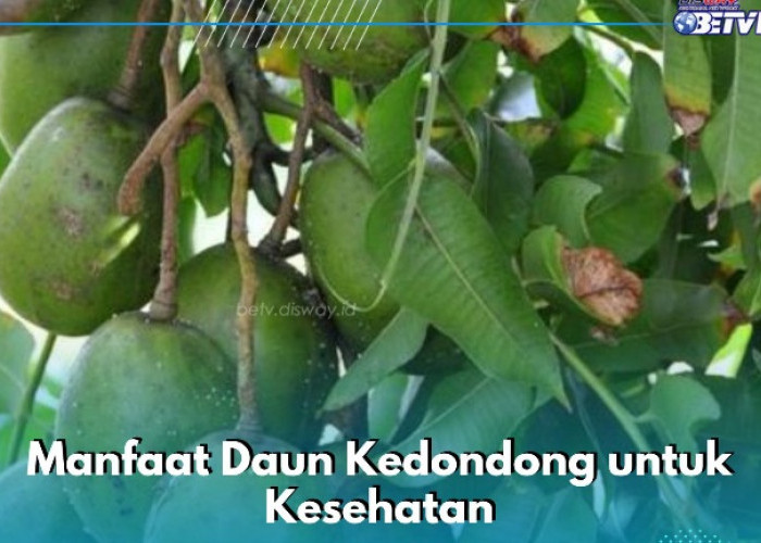 Ternyata Ini Manfaat Daun Kedondong yang Sayang Dilewatkan, Ampuh Meredakan Nyeri Sendi