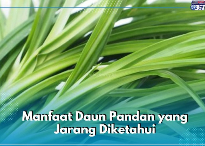 Cukup Pakai Daun Pandan Bisa Menjaga Kesehatan Rambut, Cek Manfaat Lainnya