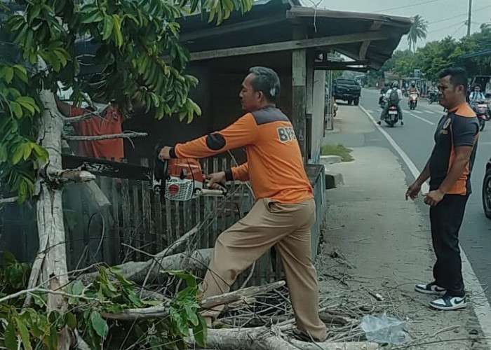 Respons Cepat Laporan Warga, BPBD Bersihkan Material Pohon Tumbang di SMAN 5 Bengkulu Selatan
