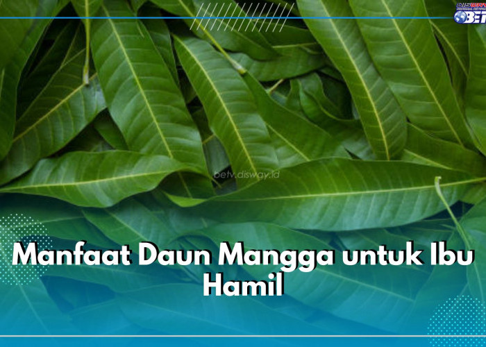 Ini Ragam Manfaat Daun Mangga Untuk Ibu Hamil, Bisa Bantu Redakan Gangguan Pencernaan 