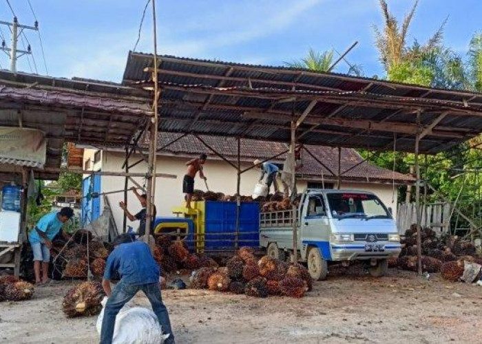 Sempat Naik, Harga TBS Kelapa Sawit di Seluma Turun Jadi Rp2.300 per Kilogram