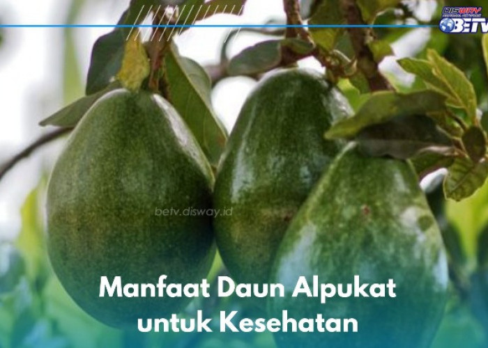 Manfaat Lain Daun Alpukat untuk Kesehatan, Dipercaya Dapat Menurunkan Kadar Kolesterol