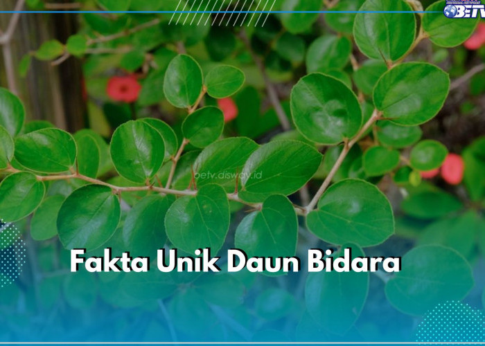 Menarik! Ini 8 Fakta Unik Daun Bidara yang Perlu Kamu Ketahui, Ternyata Disebutkan dalam Al-Quran