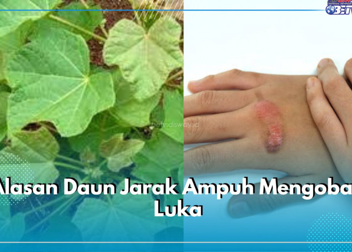 Jarang Diketahui! Inilah Alasan Daun Jarak Ampuh Mengobati Luka