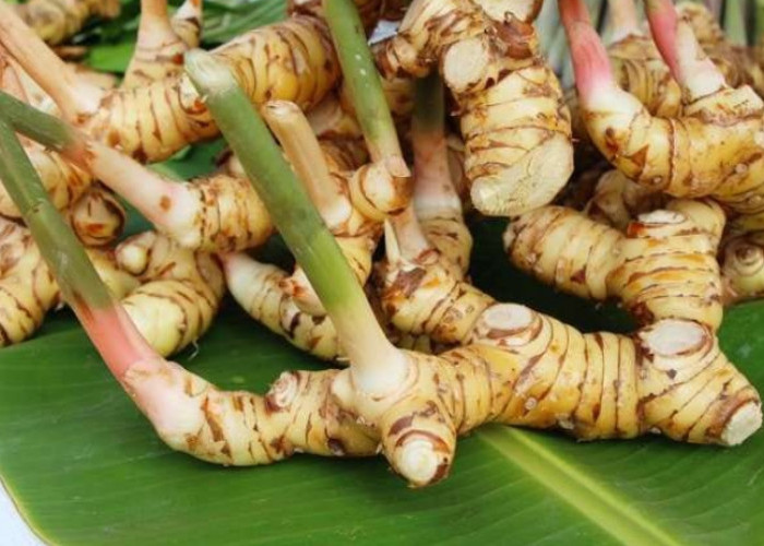 Perhatikan! Ini 5 Efek Samping Konsumsi Lengkuas Berlebihan 