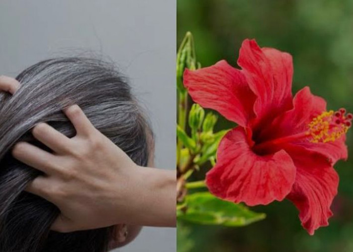 Cegah Ketombe hingga Atasi Rontok, Begini Cara Menggunakan Bunga Kembang Sepatu untuk Kesehatan Rambut