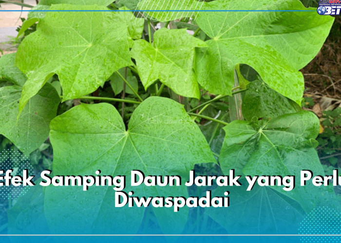 Tidak Hanya Berisiko Racun, Ini 7 Efek Samping Daun Jarak yang Perlu Diwaspadai