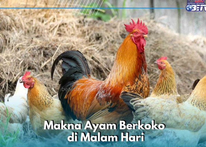 Ternyata Ini Makna Ayam Berkokok di Malam Hari Menurut Islam, Ada Pertanda Apa?