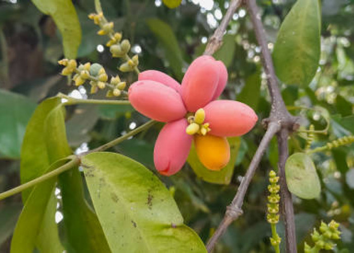 Catat! 5 Kelompok Orang Ini Tak Boleh Konsumsi Melinjo, Siapa Saja?