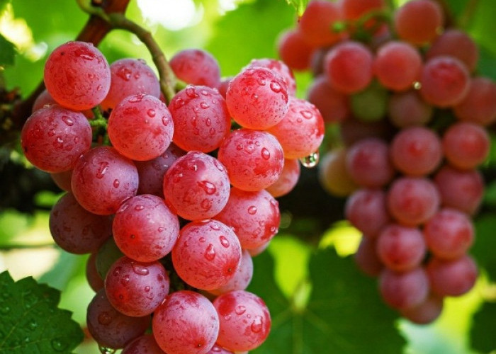 Perlu Tahu, Efek Samping Konsumsi Buah Anggur bagi Kesehatan, Hati-hati Berlebihan