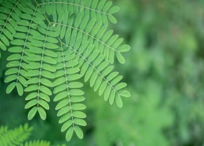 Taukah Kamu? Ada 6 Kelompok Orang yang Pantang Konsumsi Daun Meniran, Siapa Saja?