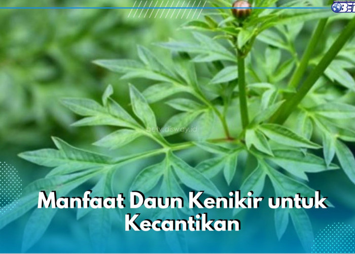 6 Manfaat Daun Kenikir untuk Kecantikan yang Tak Boleh Dilewatkan, Ampuh Halau Tanda Penuaan Dini