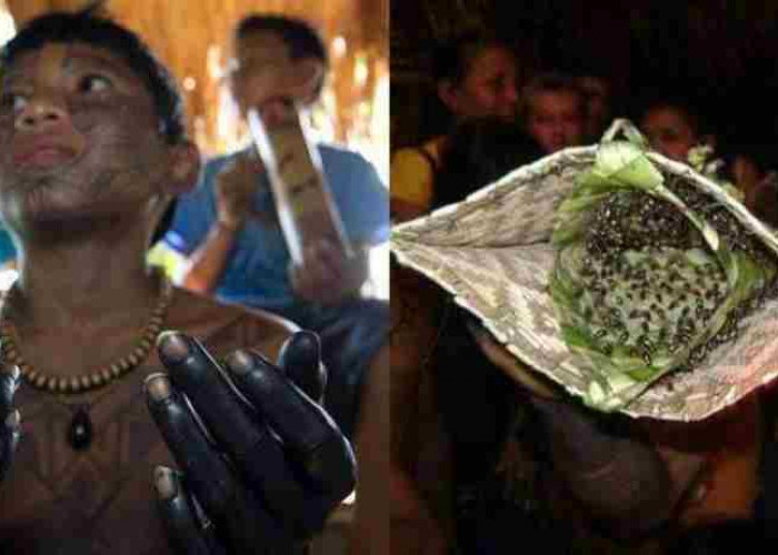 Tradisi Sarung Tangan Semut Suku Mawe di Pedalaman Hutan Amazon