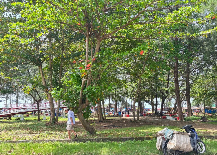 Tingkatkan Kenyamanan Wisatawan, Pemkot Bengkulu Anggarkan 1 Miliar Bangun 100 Unit Gazebo