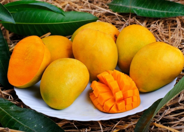 9 Manfaat Buah Mangga untuk Kesehatan Tubuh, Baik untuk Turunkan Resiko Kanker