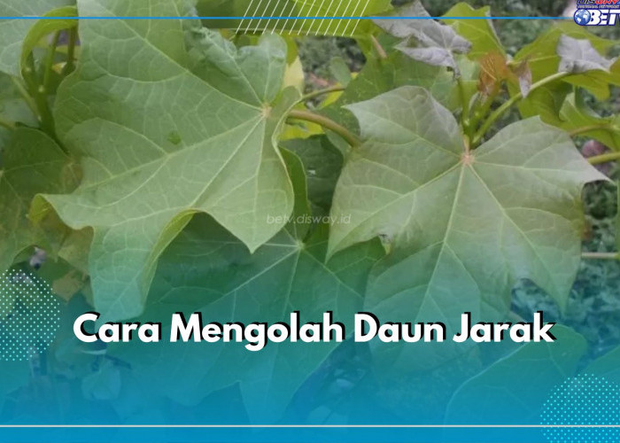 Cepat Menyebuhkan Luka, Ini Cara Mengolah Daun Jarak Jadi Obat Luka dan Penggunaannya yang Baik dan Benar 