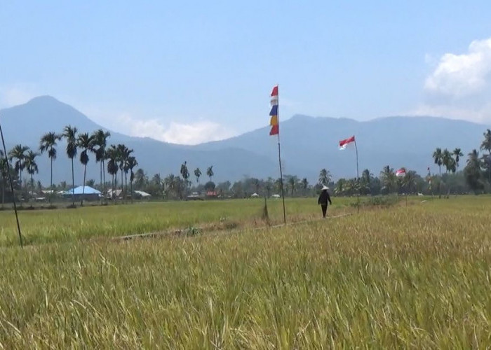 Sambut MT2, Penyuluh di Lebong Bantu Petani Basmi Hama Tikus