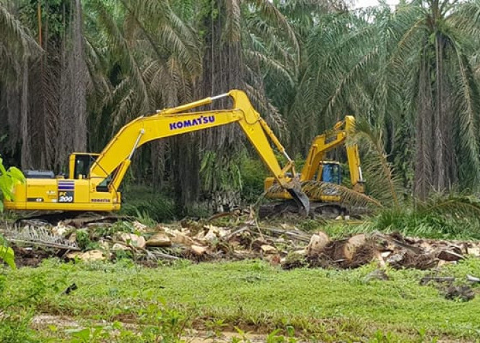 Pemerintah Tingkatkan Dana Replanting Sawit di Seluma Jadi Rp60 Juta per Hektare