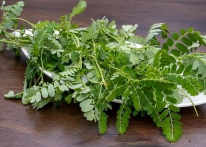 5 Manfaat Utama Daun Meniran untuk Kesehatan Tubuh, Dipercaya Bisa Atasi Tukak Lambung