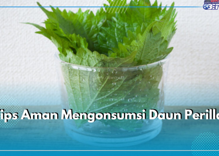 6 Tips Aman Mengosumsi Daun Perilla, Mulailah dengan Jumlah Kecil 