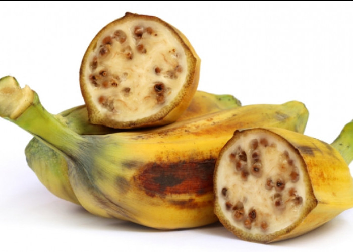 Cek Disini! Ragam Jenis Pisang Batu, Salah Satunya Pisang Batu Hibrida 