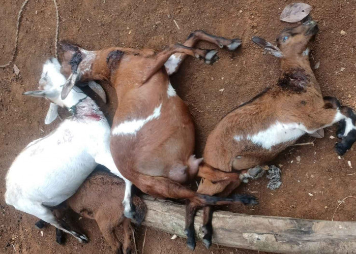 Teror Binatang Buas di Seluma Berlanjut, 4 Hewan Ternak Milik Warga Lubuk Lagan Ditemukan Mati