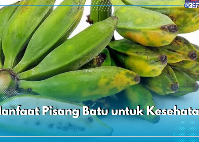 Jarang Dikonsumsi, Pisang Batu Tawarkan 5 Manfaat Ini untuk Kesehatan, Apa Saja?