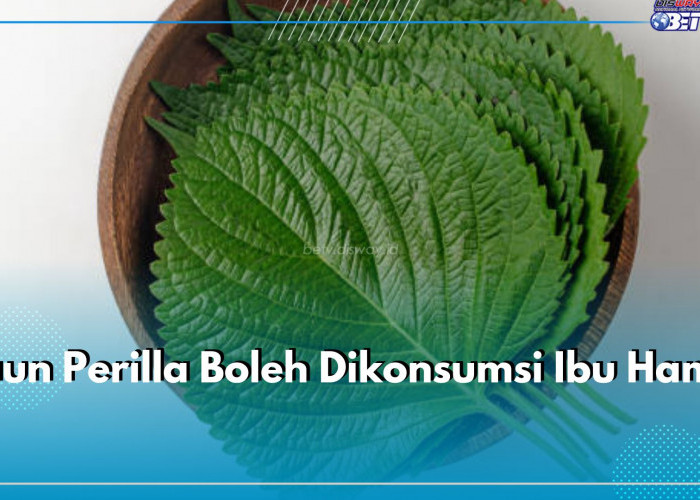 Daun Perilla Boleh Dikonsumsi Ibu Hamil, Dapatkan 7 Manfaat Ini untuk Kesehatannya