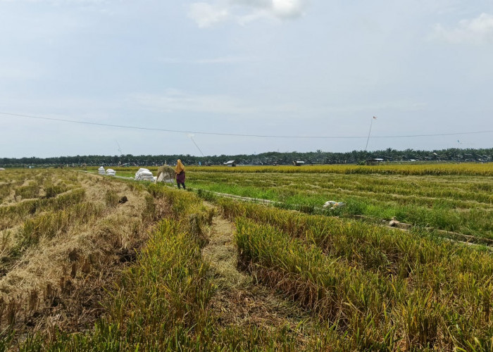 Lahan Masih Kurang Subur, Program CSR 53 Hektare di Seluma Belum Optimal