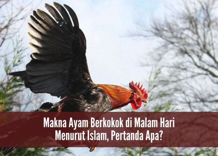 Makna Ayam Berkokok di Malam Hari Menurut Islam, Pertanda Apa?