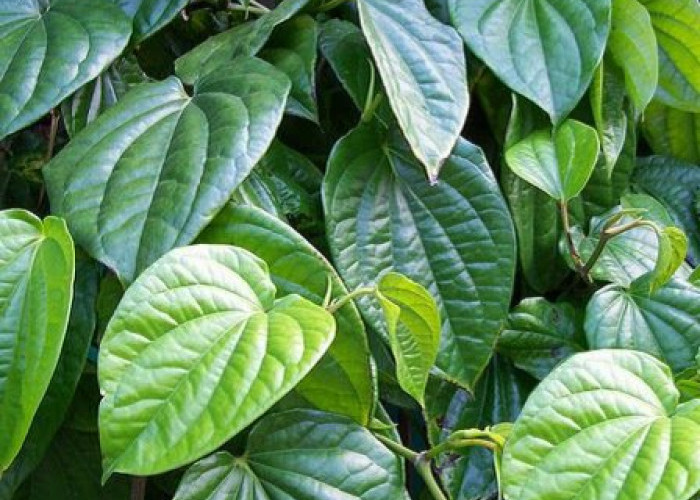 Perlu Tahu! Manfaat Daun Sirih bagi Kesehatan, Bahan Herbal yang Menyehatkan