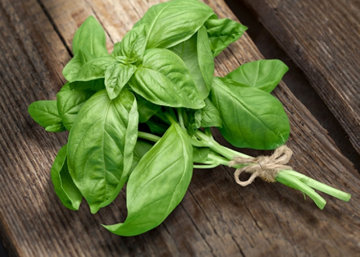 Adakah Manfaat Daun Basil untuk Kesehatan Ibu Hamil? Cek Jawabannya Disini!