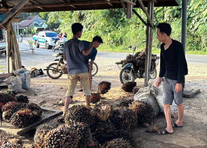 Petani Enggan Memanen Buah, Toke Sawit di Seluma Terancam Bangkrut