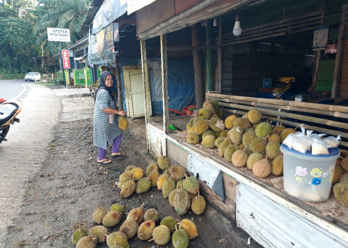 Musim Durian di Bengkulu Tengah, Harga Terendah Hanya Rp 10 Ribu Per Buah