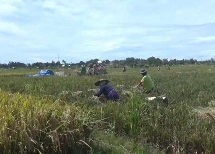 Baru Disetujui 2.200 Hektare, Inilah 4 Kabupaten di Bengkulu yang Dapat Program Optimalisasi Lahan