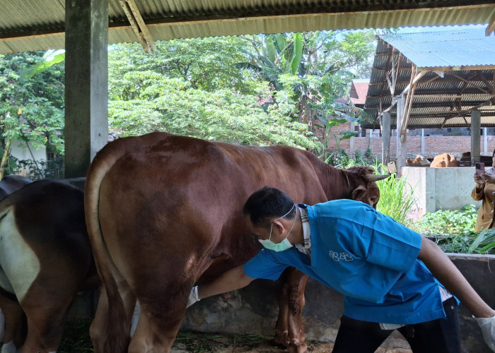 Tersedia 1.500 Ekor Sapi, Pemprov Bengkulu Pastikan Stok Aman untuk Kebutuhan Ramadan