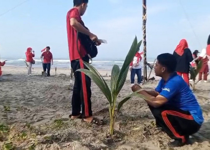 Program Bantuan Batang Kelapa di Bengkulu Mulai Berproses, Enggano Jadi Prioritas 2026