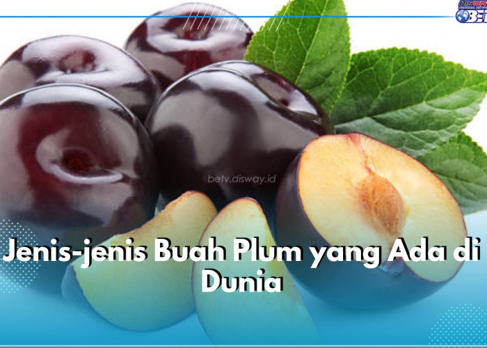 Wajib Tahu! Ini Jenis-Jenis Buah Plum yang Ada di Dunia, Salah Satunya Japanese Plum 