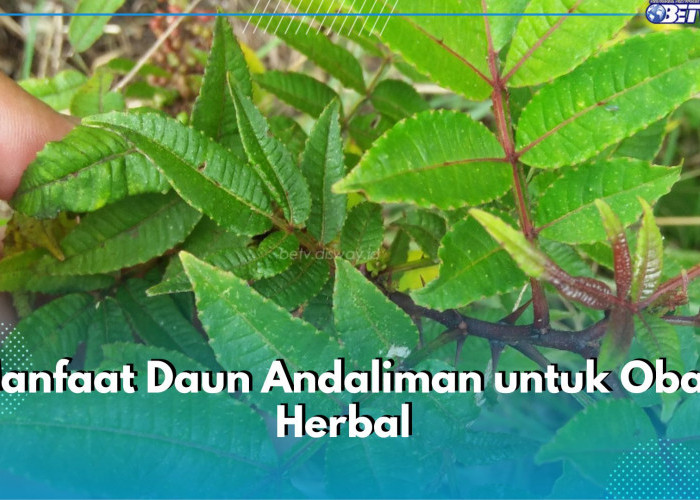 5 Manfaat Tersembunyi Daun Andaliman untuk Obat Herbal, Bisa Bantu Redakan Nyeri Sendi