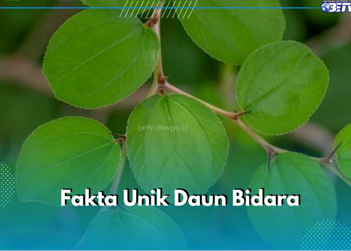 Mengulas 8 Fakta Unik Daun Bidara, Dipercaya Ampuh Halau Energi Negatif