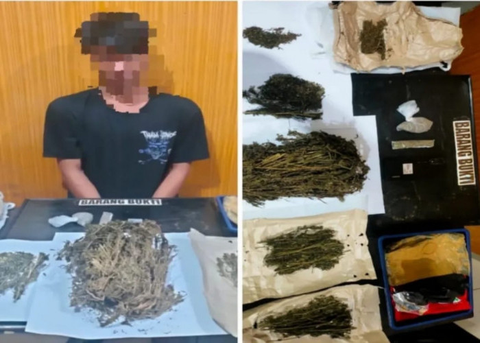 Kedapatan Miliki 8 Paket Ganja Siap Edar, 2 Pemuda Diringkus Polresta Bengkulu 