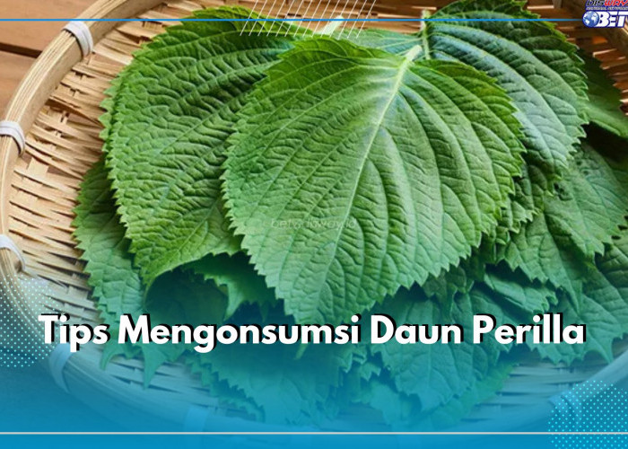 Mulailah dengan Jumlah Kecil dan Bertahap, Begini Tips Aman Mengonsumsi Daun Perilla