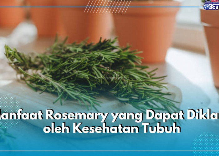 Bumbu Masak Kaya Manfaat, Intip 8 Manfaat Rosemary yang Dapat Diklaim oleh Kesehatan Tubuh