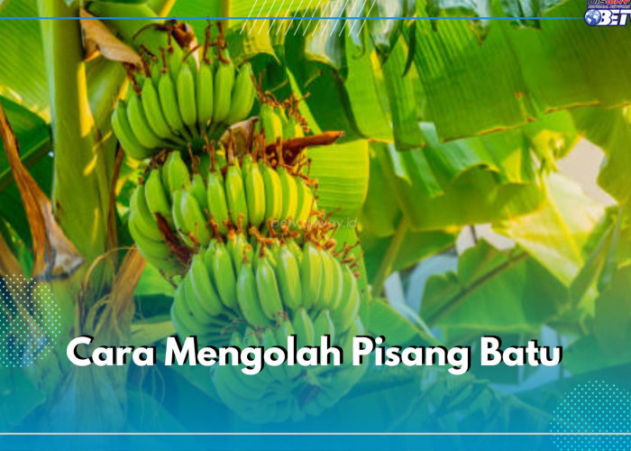 6 Cara Mengolah Pisang Batu Untuk Mengatasi Ragam penyakit, Mulai dari Demam hingga Wasir, Cek di Sini