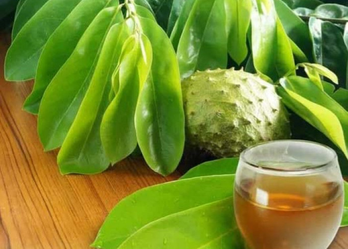 Dapat Meredakan Peradangan, Ini 7 Manfaat Rebusan Daun Sirsak bagi Kesehatan