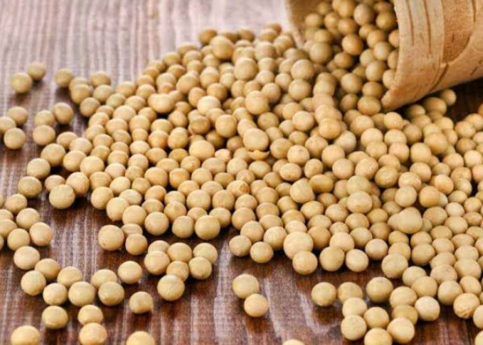 Wow, Kacang Kedelai Tawarkan 7 Manfaat Istimewa untuk Ibu Hamil, Cek!